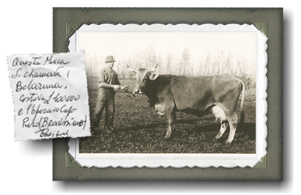 foto contadino con mucca